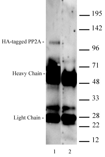 AbFlex<sup>&reg;</sup> HA-Tag antibody (rAb) tested by immunoprecipitation.