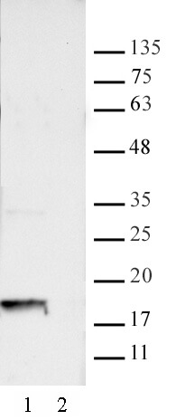 AbFlex<sup>®</sup> Histone H2A.XS139ph antibody (rAb) tested by Western blot.
