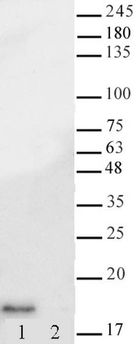 AbFlex<sup>&reg;</sup> Histone H3K14ac antibody (rAb) tested by Western blot.