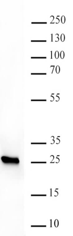 AbFlex<sup>&reg;</sup> HP1&beta; antibody (rAb) tested by Western blot.