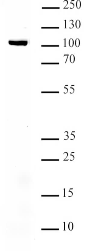 AbFlex<sup>®</sup> KAT2A (GCN5) antibody (rAb) tested by Western blot.