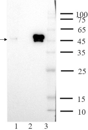 AbFlex<sup>®</sup> ALKBH5 antibody (rAb) tested by immunoprecipitation.