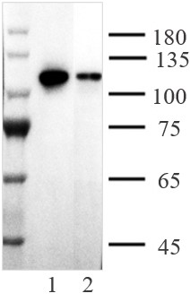 AbFlex<sup>®</sup> AHR antibody (rAb) tested by Western blot.