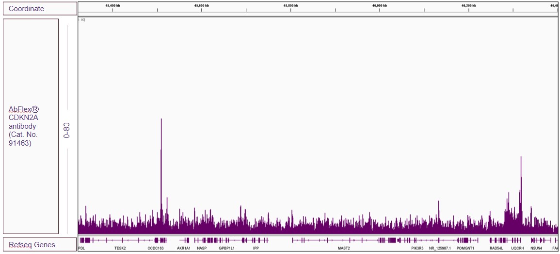 abflex-cdkn2a-p16-rab-chip-seq-if-ip-wb