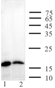 abflex-cdkn2a-p16-rab-chip-seq-if-ip-wb