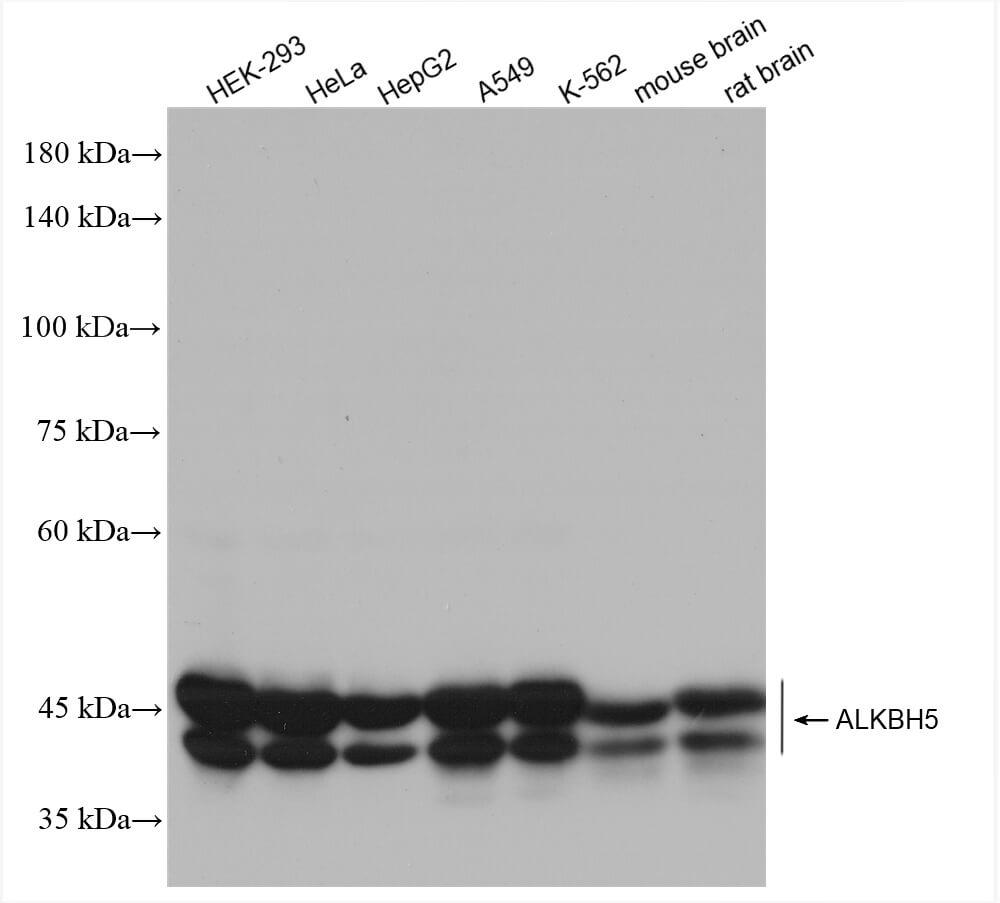 ALKBH5 antibody (rAb), 100 µl tested by Western blot.