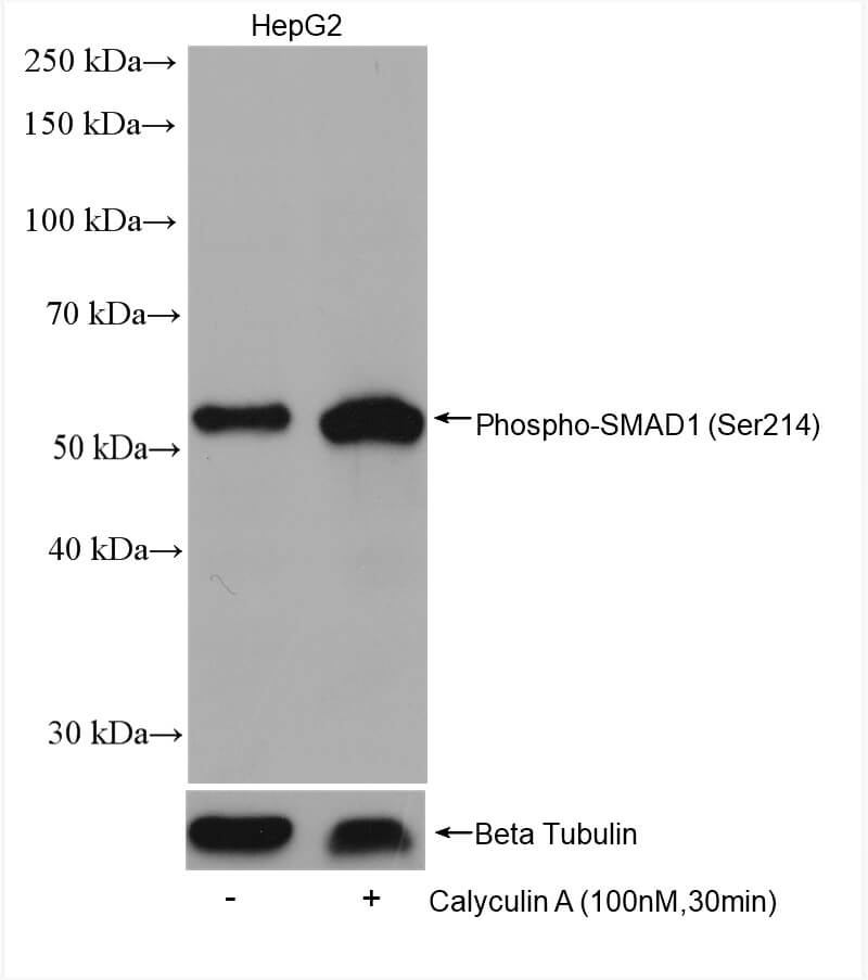 SMAD1 phospho Ser214 (rAb), 100 µl tested by ChIP-chip.