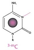 Structure of 3-Methylcytosine (3-fC)