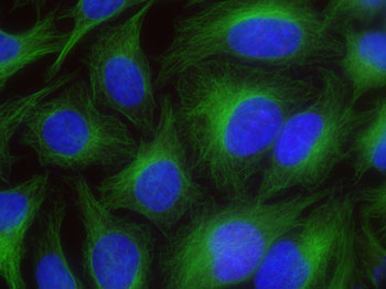 HeLa cells stained by alpha-Tubulin mAb and Chromeo 488 Fluorescent Secondary Antibody