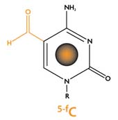 Structure of 5-Formylcytosine (5-fC)