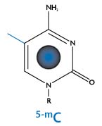 Structure of 5-Methylcytosine (5-mC)