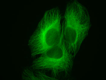 HeLa cells stained by alpha-Tubulin mAb and Chromeo 505 Fluorescent Secondary Antibody