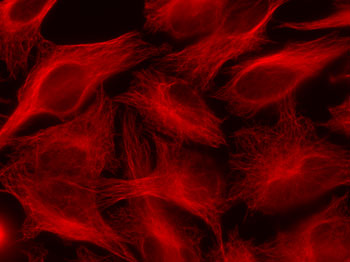 HeLa cells stained by alpha Tubulin mAb and Chromeo 546 Fluorescent Secondary Antibody