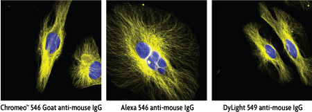 alpha Tubulin staining by Chromeo 546, Alexa 546 and DyLight 549 fluorescent secondary antibody conjugates