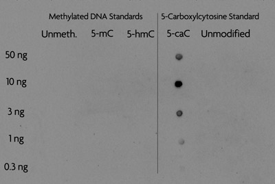 Dot blot analysis Figure