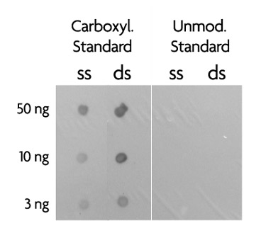 Dot blot analysis Figure