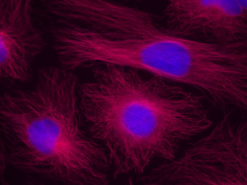 HeLa cells stained by alpha-Tubulin mAb and Chromeo 642 Fluorescent Secondary Antibody