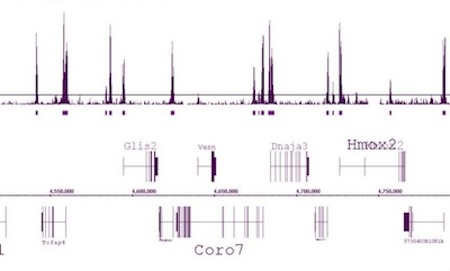 ChIP-Seq data for Histone H3K4me2 antibody using chromatin from mouse primary T cells