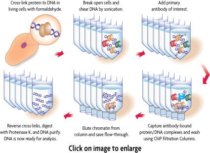 Diagram demonstrating the method of the ChIP-IT High Sensitivity Kit from Active Motif