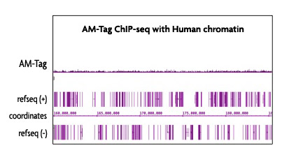 AM-tag has minimal cross-reactivity with mammalian samples