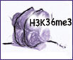 H3K36me3 modification