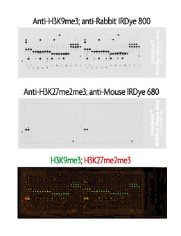 MODified Peptide Array analyzed with LI-COR Odyssey