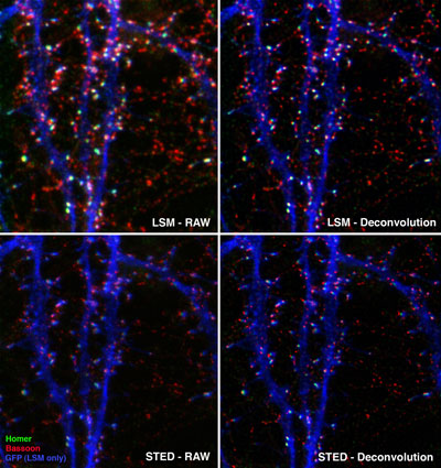 Comparison of nuclear structures visualized by dual color microscopy images with Chromeo 494 (green) and ATTO 647N fluorescent dyes using confocal and STED microscopes
