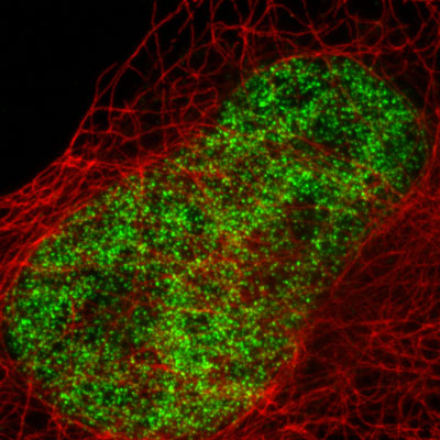 Use of Active Motif's primary alpha Tubulin and H3K4me3 antibodies and Chromeo 505 fluorescent secondary antibody in STED microscopy