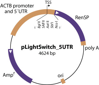 pLightSwitch_5UTR vector diagram