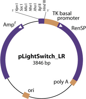 pLightSwitch_LR vector diagram
