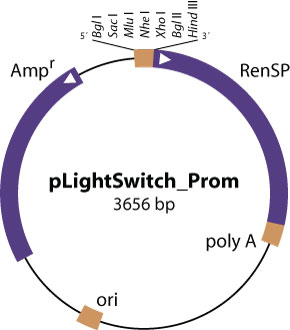 pLightSwitch_Prom vector diagram