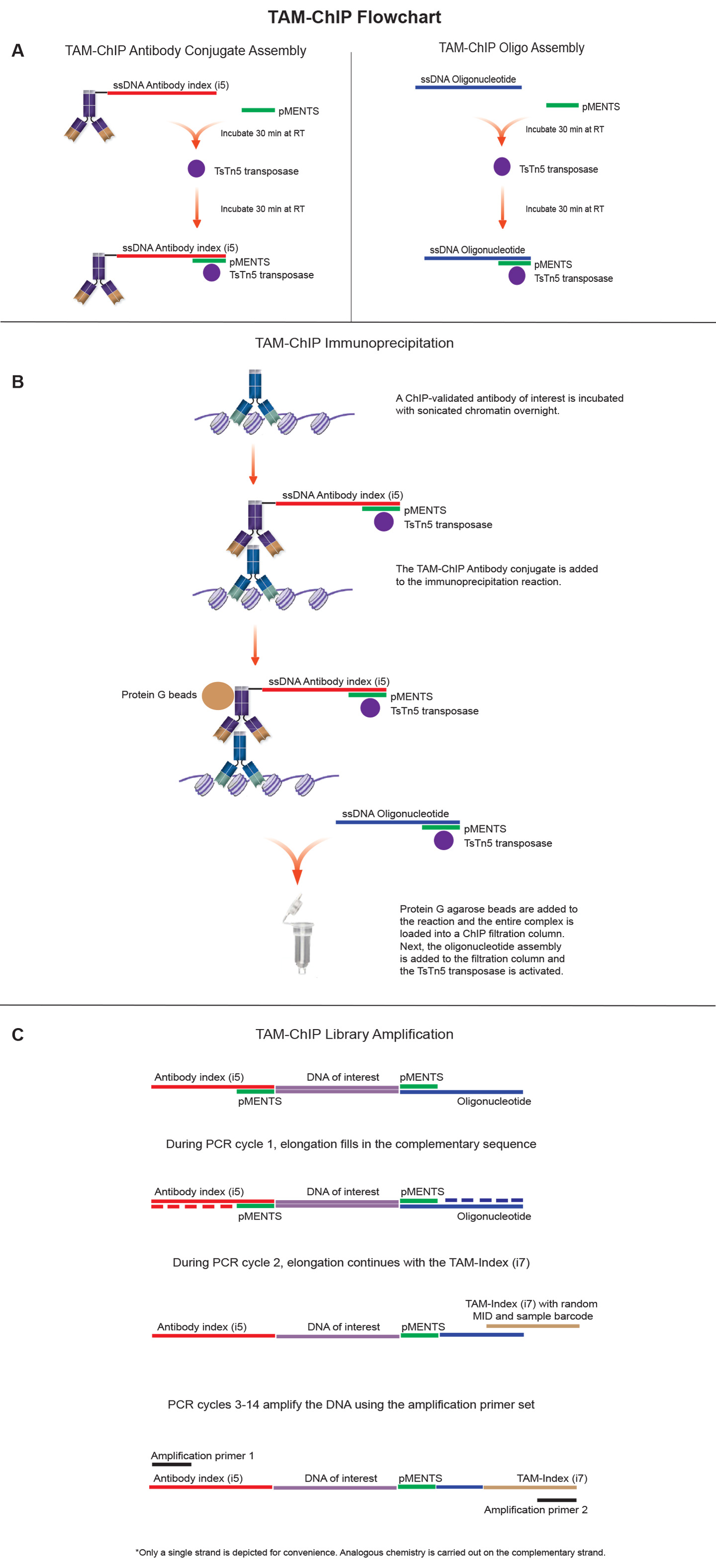 Overview of the TAM-ChIP workflow