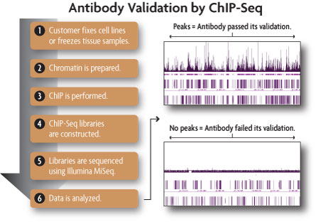 Flowchart of illustrating the ChIP-Seq procedure used by Active Motif Epigenetic Services to validate antibodies for use in ChIP and ChIP-Seq