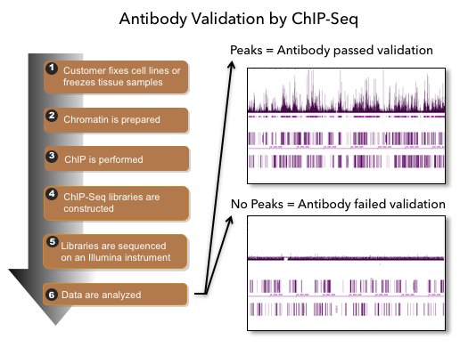 Flowchart of illustrating the ChIP-Seq procedure used by Active Motif Epigenetic Services to validate antibodies for use in ChIP and ChIP-Seq