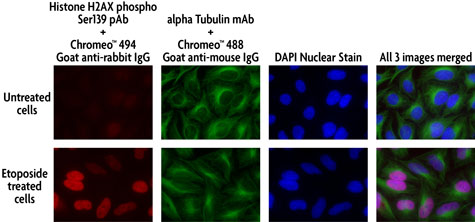 Multi-color staining of Phospho H2AX and tubulin using Chromeo 494 and Chromeo 488 secondary antibodies