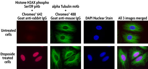Multi-color staining of Phospho H2AX and tubulin using Chromeo 488 and Chromeo 642 secondary antibodies