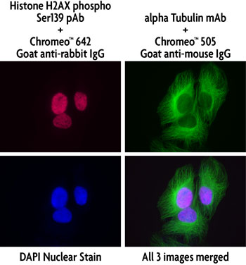 Concurrent multi-color staining of Phospho H2AX and tubulin using Chromeo 505 and Chromeo 642 secondary antibodies