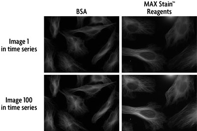 Time course demonstrating photostability of Chromeo 505 in PBS and MAX Stain reagents