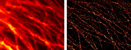 Comparison of conventional widefield microscopy and GSDIM microscopy using ATTO 647N (STED/GSD) Goat anti-mouse IgG secondary antibody