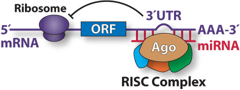 Diagram showing translational repression by a miRNA-directed, RISC Complex.