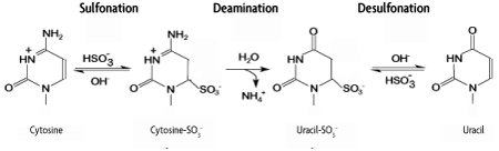 Schematic of the bisulfite conversion reaction