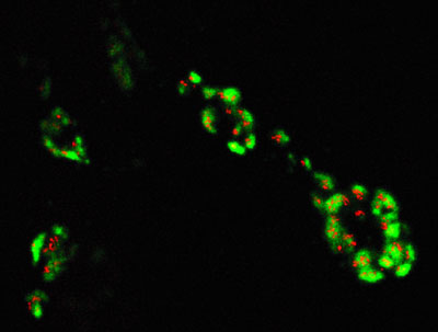 Confocal microscopy of Bruchpilot and Res using Chromeo 488 and Cy3