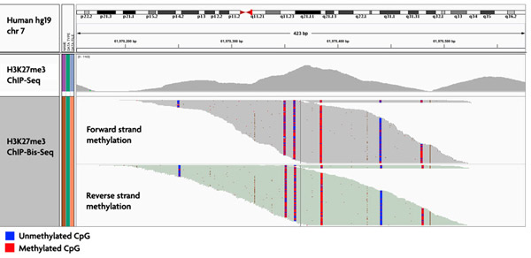 Sequencing analysis of H3K27me3 ChIP DNA analyzed by bisulfite-sequencing.
