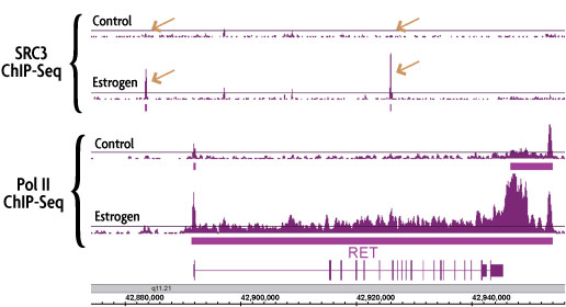 ChIP-Seq data generated by Active Motif Epigenetic Services show that changes in transcription factor binding correlate with changes in gene expression