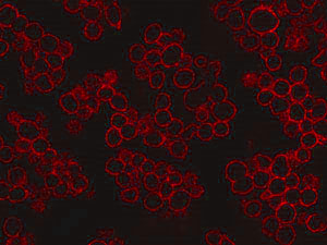 Chromeo 546 secondary antibody used to stain EGFR in urothel cells