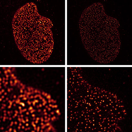 Nuclear pore protein-1 (NUP-1) stained with a primary monoclonal mouse antibody and Chromeo 505