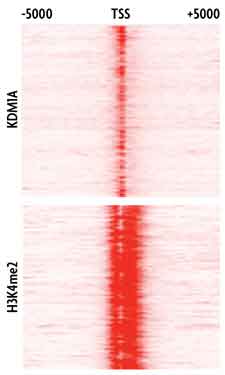 A heat map showing the relative occupancy of demethylase KDM1A and Histone H3 dimethyl Lys4 (H3K4me2) at the transcription start sites of all genes bound by these factors