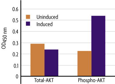 Measurement of phosphorylated AKT and total AKT using the FACE AKT Cell Based ELISA (In Cell Western) method.