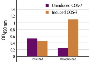 Measurement of phosphorylated Bad and total Bad using the FACE Bad Cell Based ELISA (In Cell Western) method.