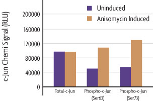 Measurement of phosphorylated c-Jun (S63), phosphorylated c-Jun (S73) and total c-Jun using the FACE c-Jun (S63) and FACE c-Jun (S73) Cell Based ELISAs (In Cell Westerns).